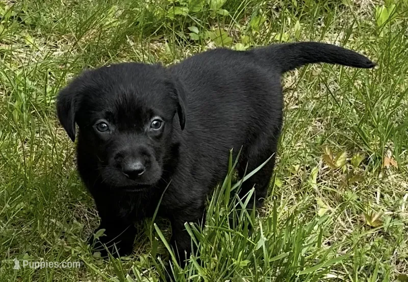 Phoebe  – Labrador Retriever puppy for sale in Ashburnham, MA