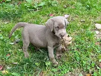 Lexie, a female Labrador Retriever for sale in Ashburnham, MA – 2 of 2
