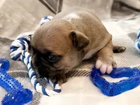 Oakley, a male French Bulldog for sale in Ashburnham, MA – 3 of 9