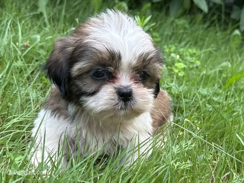 Lilo – Shih Tzu puppy for sale in Ashburnham, MA