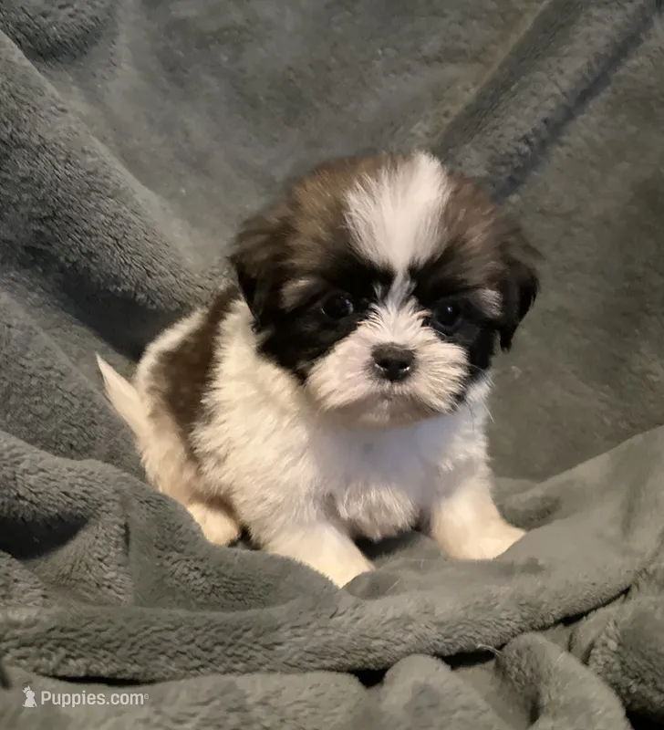 Kayla – Shih Tzu puppy for sale in Ashburnham, MA