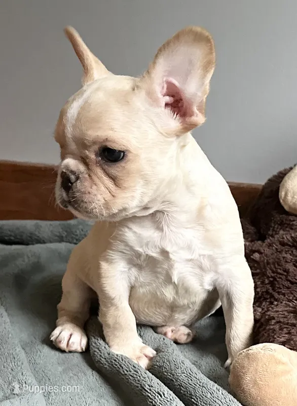 AKC Truffle – French Bulldog puppy for sale in Ashburnham, MA