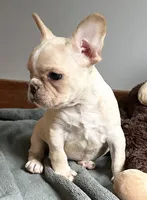 AKC Truffle, a female French Bulldog for sale in Ashburnham, MA – 5 of 6