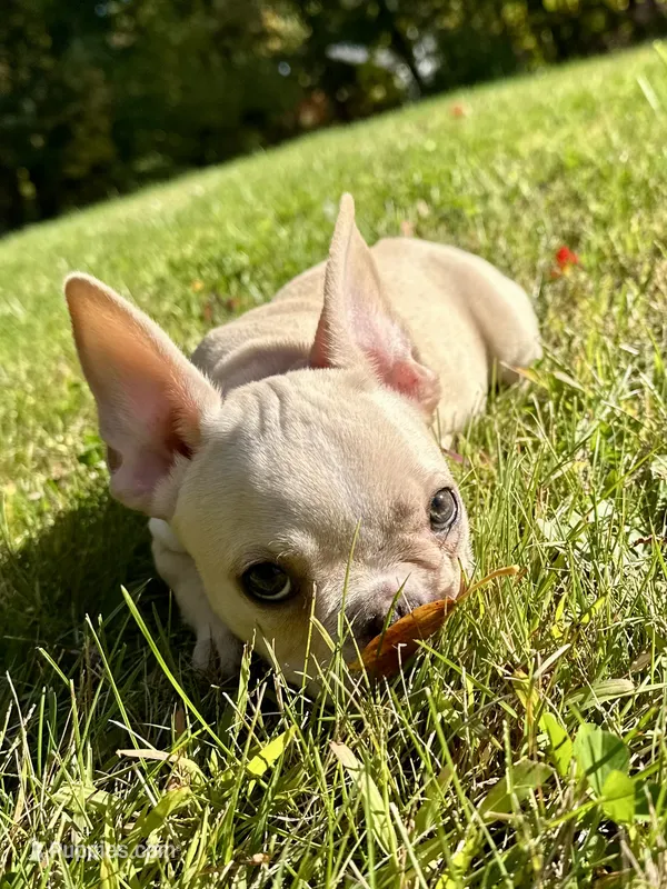 AKC Cooper – French Bulldog puppy for sale in Ashburnham, MA