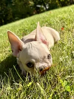 AKC Cooper, a male French Bulldog for sale in Ashburnham, MA – 3 of 7
