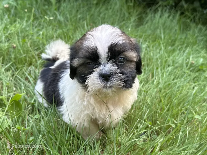 Nemo – Shih Tzu puppy for sale in Ashburnham, MA