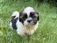 Nemo, a male Shih Tzu for sale in Ashburnham, MA – 1 of 7