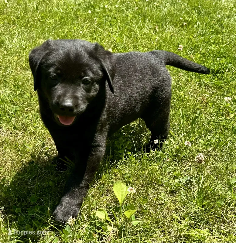 Smiley  – Labrador Retriever puppy for sale in Ashburnham, MA