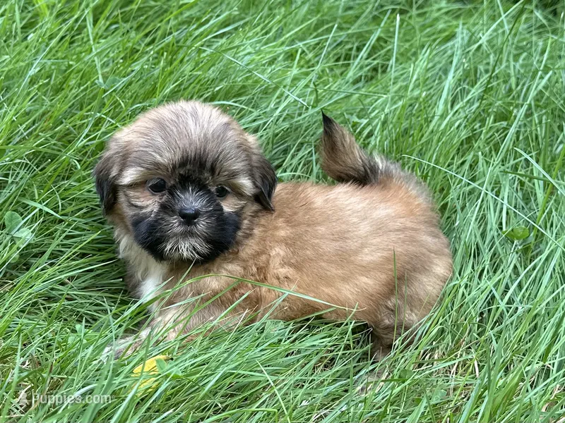 Dozer – Shih Tzu puppy for sale in Ashburnham, MA