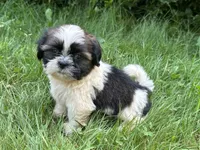 Nemo, a male Shih Tzu for sale in Ashburnham, MA – 3 of 7