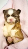 Ms. Latte tea cup, a female Shih Tzu for sale in Ashburnham, MA – 2 of 7