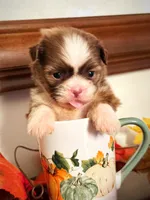 Ms. Latte tea cup, a female Shih Tzu for sale in Ashburnham, MA – 4 of 7