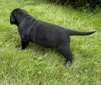 Sold-Bowie, a male Labrador Retriever for sale in Ashburnham, MA – Photo 7 of 7