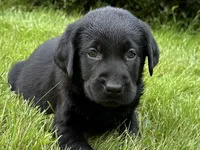 Sold-Bowie, a male Labrador Retriever for sale in Ashburnham, MA – Photo 1 of 7