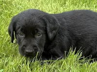 Sold-Bowie, a male Labrador Retriever for sale in Ashburnham, MA – Photo 2 of 7