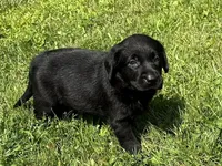 Sold-Bowie, a male Labrador Retriever for sale in Ashburnham, MA – Photo 3 of 7
