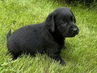 Sold-Bowie, a male Labrador Retriever for sale in Ashburnham, MA – Photo 5 of 7