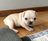 AKC Cooper, a male French Bulldog for sale in Ashburnham, MA – 5 of 7