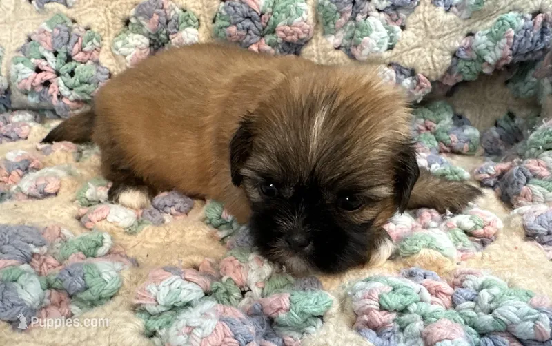Bree – Shih Tzu puppy for sale in Ashburnham, MA