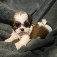 Lilo, a female Shih Tzu for sale in Ashburnham, MA – 6 of 6