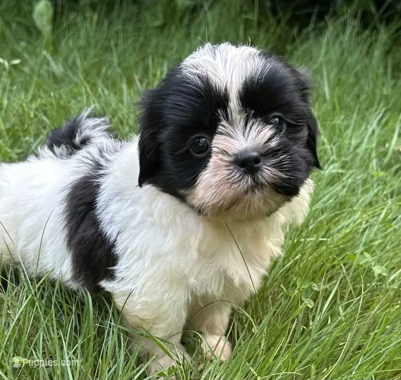 Benny – Shih Tzu puppy for sale in Ashburnham, MA