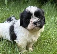 Benny, a male Shih Tzu for sale in Ashburnham, MA – 1 of 6