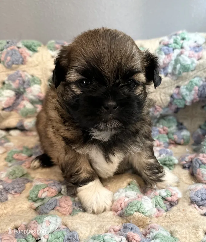 Dozer – Shih Tzu puppy for sale in Ashburnham, MA