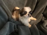 Hero, a male Shih Tzu for sale in Ashburnham, MA – 5 of 6
