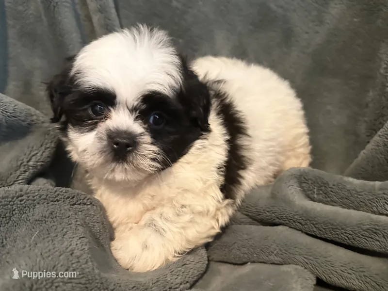 Hamilton  – Shih Tzu puppy for sale in Ashburnham, MA