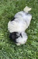 Coco , a female Shih Tzu for sale in Ashburnham, MA – 2 of 4