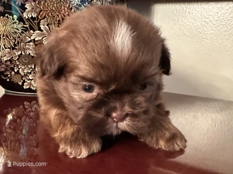 Mr Velveteen AKC  – Shih Tzu puppy for sale in Ashburnham, MA