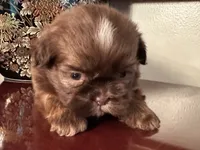 Mr Velveteen , a male Shih Tzu for sale in Ashburnham, MA – 3 of 5