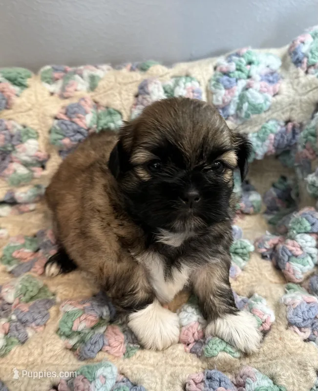 Dozer – Shih Tzu puppy for sale in Ashburnham, MA