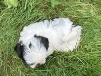 Coco, a female Shih Tzu for sale in Ashburnham, MA – 6 of 8