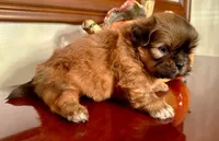 Mr. Teddy Bear, a male Shih Tzu for sale in Ashburnham, MA – 3 of 4