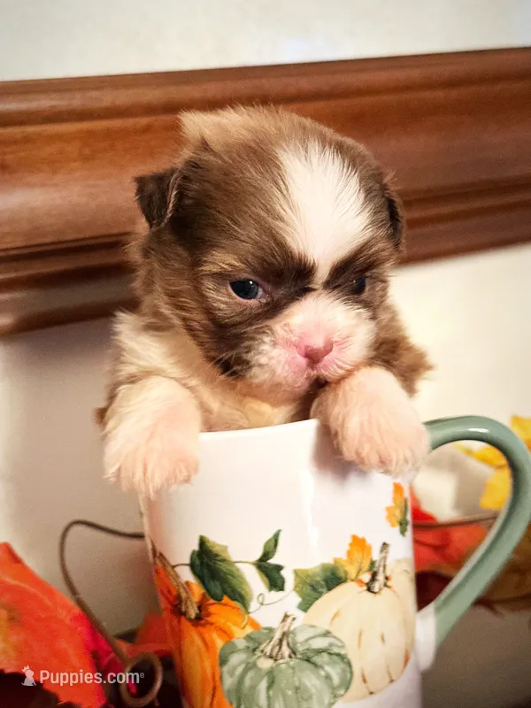 Ms. Latte tea cup – Shih Tzu puppy for sale in Ashburnham, MA