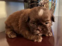 Mr Velveteen , a male Shih Tzu for sale in Ashburnham, MA – 4 of 5