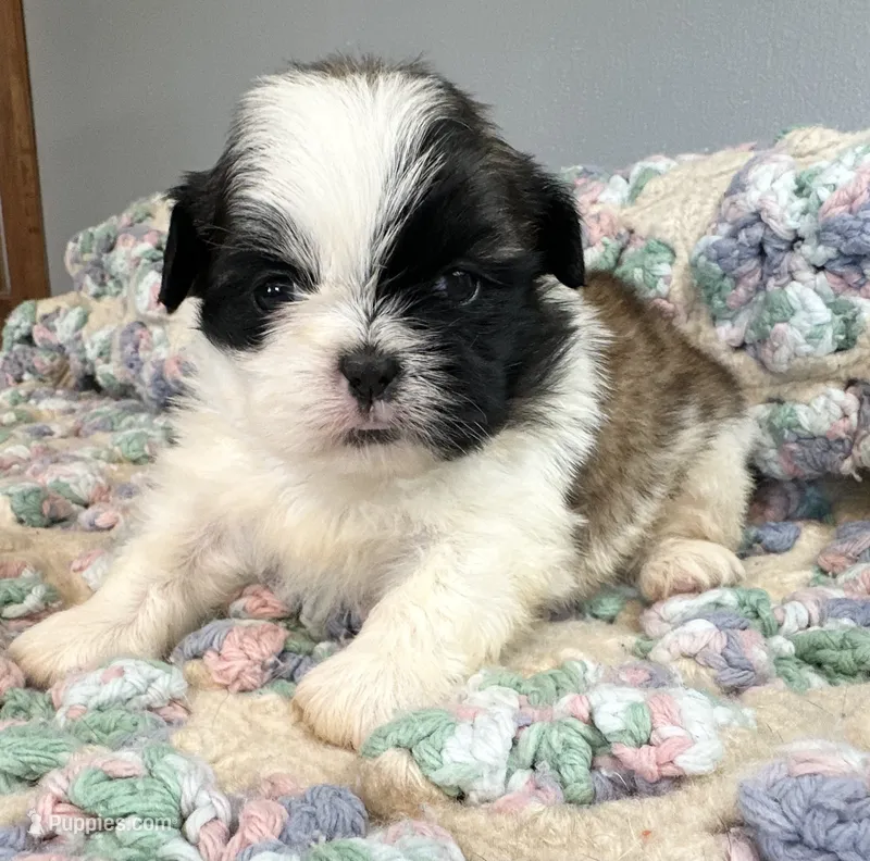 Nemo – Shih Tzu puppy for sale in Ashburnham, MA