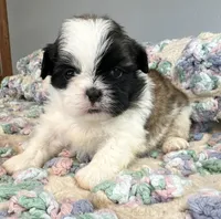 Nemo, a male Shih Tzu for sale in Ashburnham, MA – 3 of 4