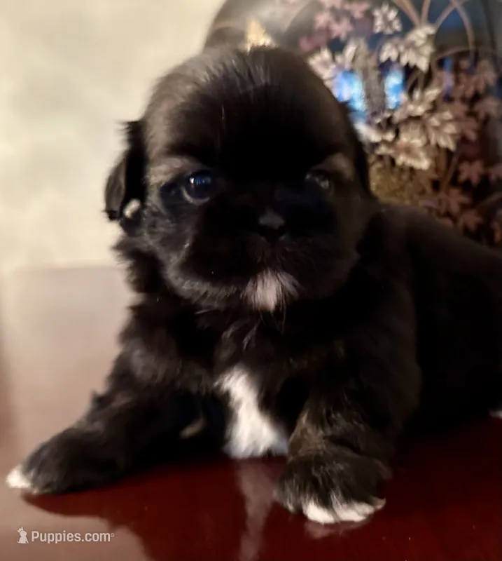 Ms. Licorice – Shih Tzu puppy for sale in Ashburnham, MA