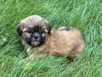 Dozer, a male Shih Tzu for sale in Ashburnham, MA – 5 of 5