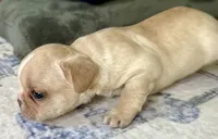 AKC Truffle, a female French Bulldog for sale in Ashburnham, MA – 6 of 9