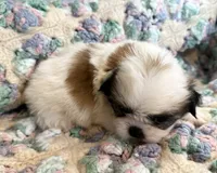 Clair, a female Shih Tzu for sale in Ashburnham, MA – 4 of 5