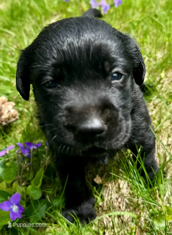 Chloe – Labrador Retriever puppy for sale in Ashburnham, MA