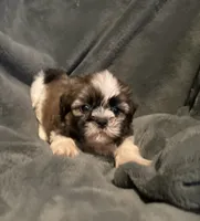 Bailey , a male Shih Tzu for sale in Ashburnham, MA – 6 of 7