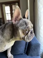 AKC Reg Esther, a female French Bulldog for sale in Ashburnham, MA – Photo 6 of 6