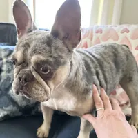 AKC Reg Esther, a female French Bulldog for sale in Ashburnham, MA – Photo 2 of 6