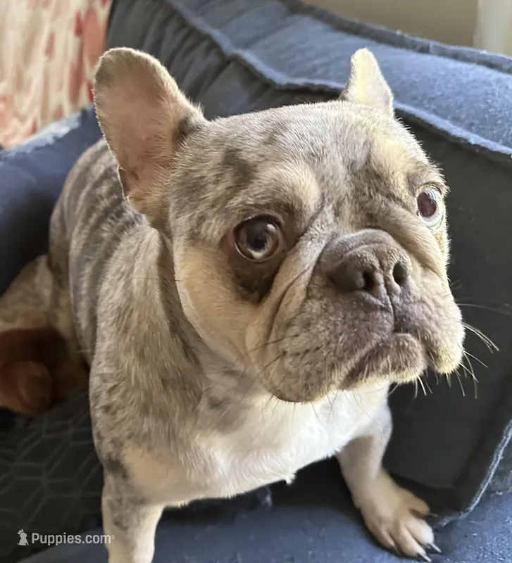 AKC Reg Esther – French Bulldog puppy for sale in Ashburnham, MA