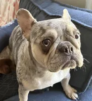 AKC Reg Esther, a female French Bulldog for sale in Ashburnham, MA – Photo 1 of 6