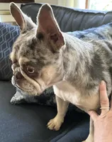 AKC Reg Esther, a female French Bulldog for sale in Ashburnham, MA – Photo 3 of 6